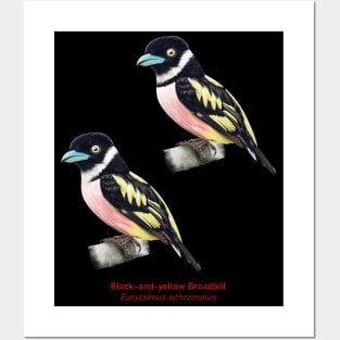 Black-and-yellow Broadbill | Eurylaimus ochromalus ⚥ Posters and Art